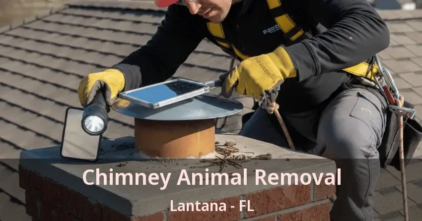 Chimney Animal Removal Lantana - FL Chimney Animal Removal Lantana - FL